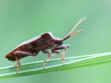 Punaise diabolique : quel est cet insecte qui prolifère en France ?