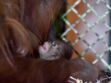 Vidéo - Naissance d’un bébé orang-outan à Paris