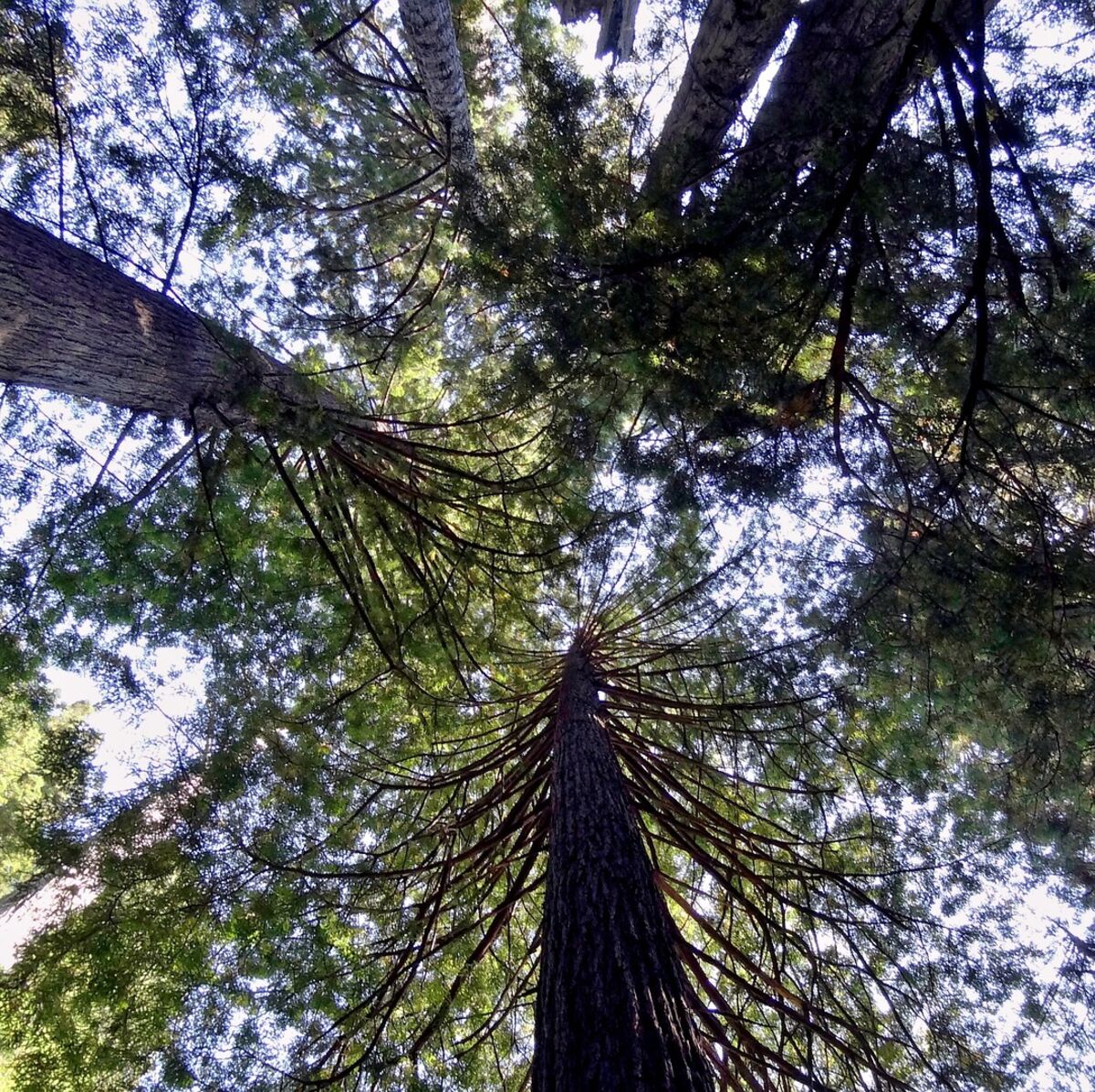 Foret De L Essonne En 6 Lettres 5 forêts absolument incroyables en Europe et ailleurs : Femme Actuelle Le  MAG
