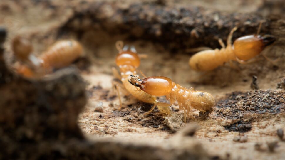 3 signes qui doivent vous alerter sur la présence de termites chez vous