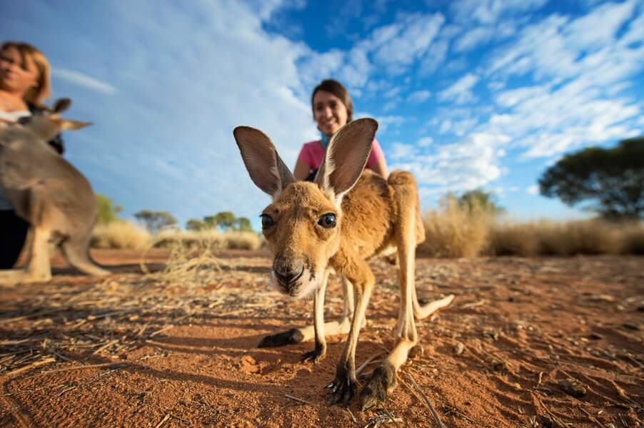 Australie 10 Activités Insolites à Faire Pendant Son Séjour Femme Actuelle 4399