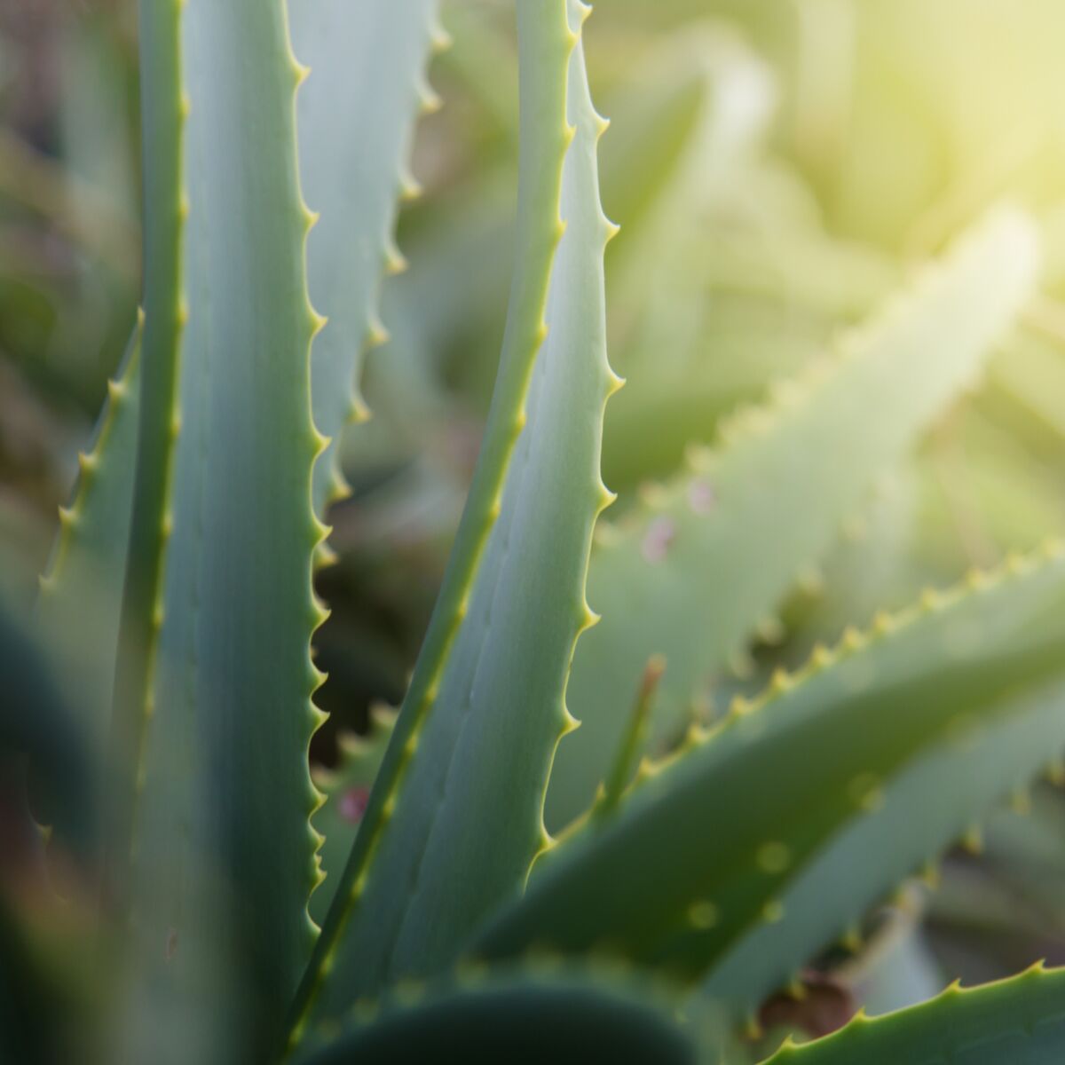 Aloe Vera - Nos conseils pour arroser et entretenir vos plantes d