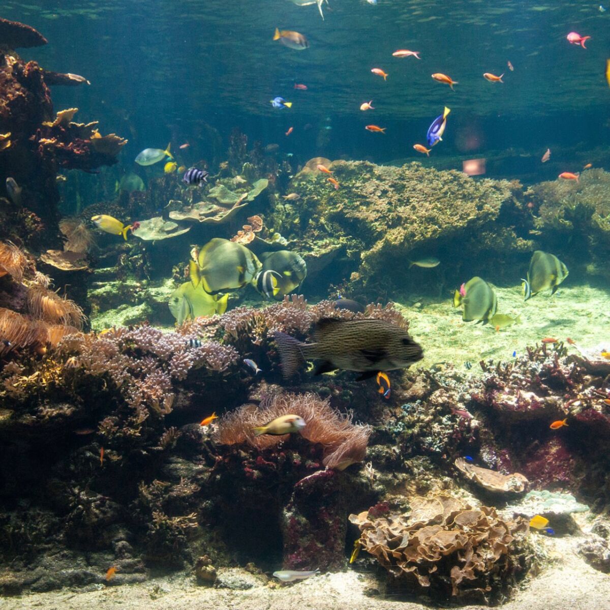 L'aquarium Sur L'île Russe Beaucoup De Beaux Poissons Artificiels