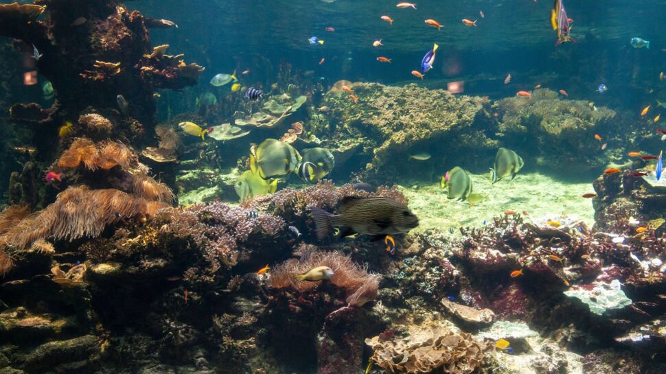 Les 5 aquariums les plus originaux du monde