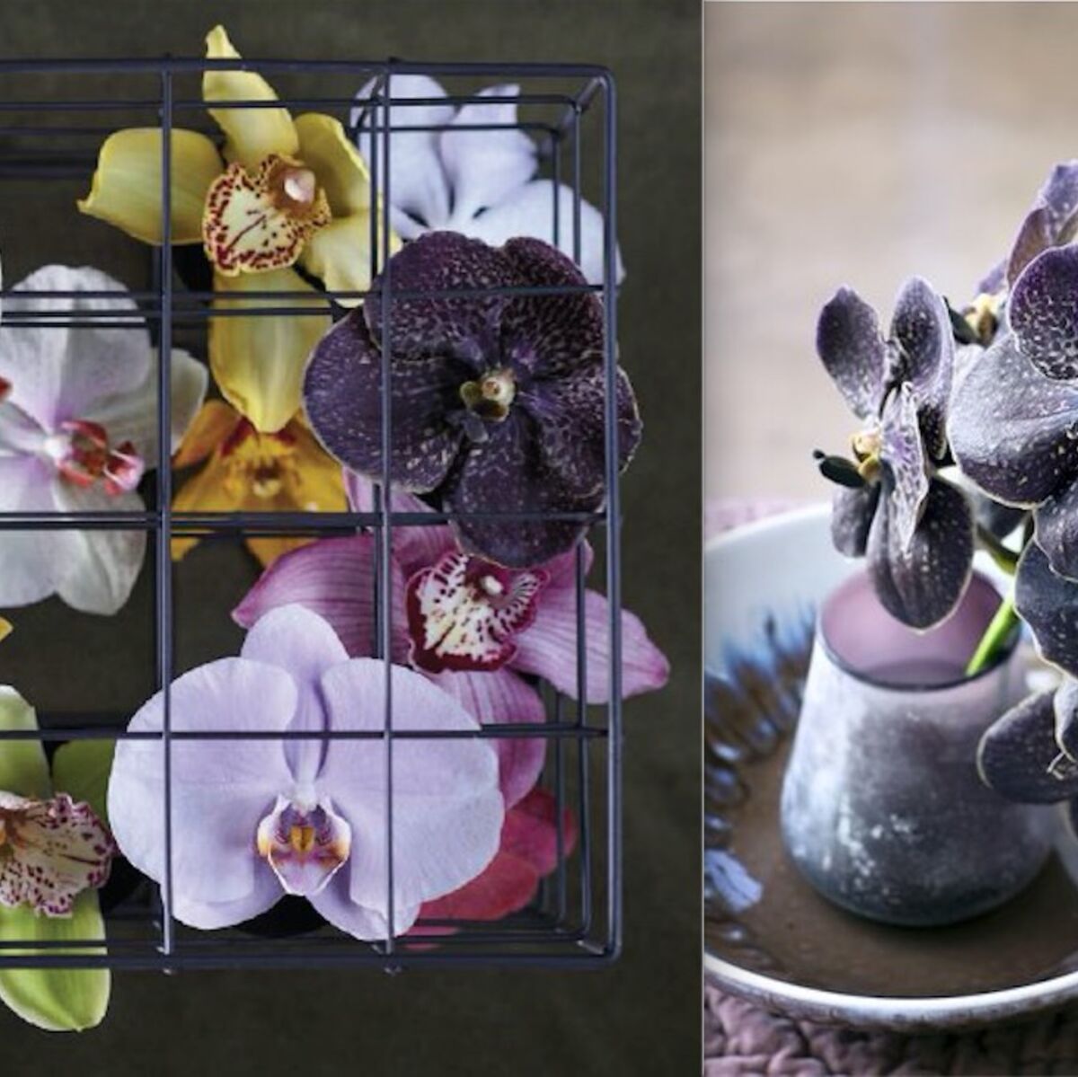 9 conseils pour prendre (vraiment) soin des orchidées : Femme Actuelle Le  MAG
