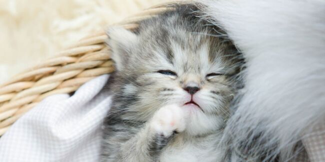 4 Questions A Se Poser Avant D Adopter Un Chaton Femme Actuelle Le Mag