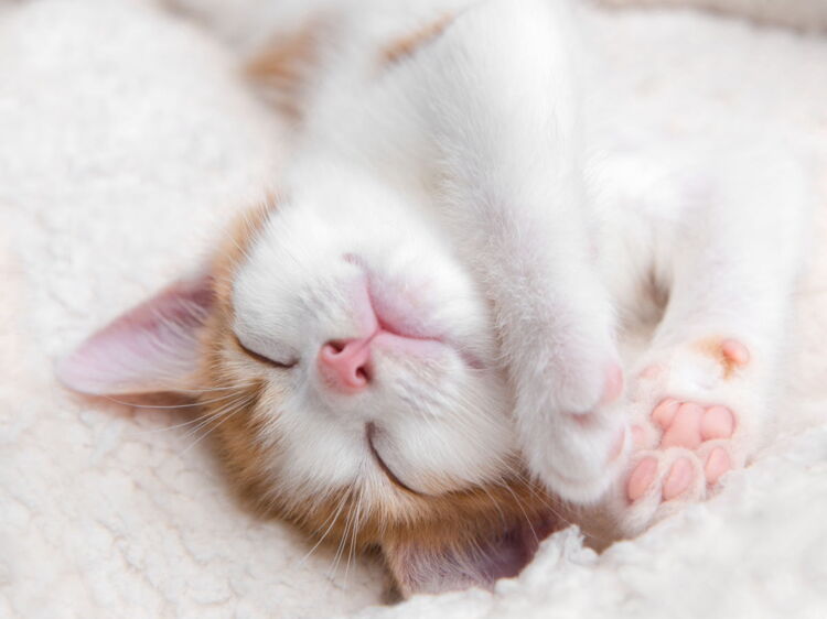 10 choses à savoir sur le