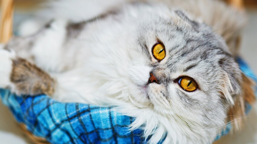 5 Preuves Scientifiques Que Le Chat Rend La Vie Meilleure Femme Actuelle Le Mag