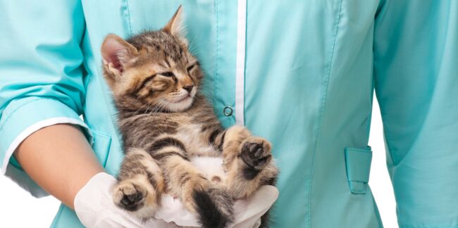 Acupuncture, homéopathie, ostéopathie... 6 techniques pour soigner son chat au naturel