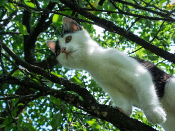 10 choses à savoir sur le chat adolescent