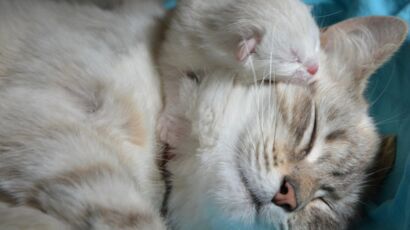 Chat 7 Choses A Savoir Sur Son Sommeil Et 8 Photos Craquantes Femme Actuelle Le Mag