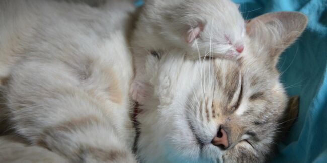 Portée de chatons : tout savoir sur la gestation et la mise-bas de votre chatte