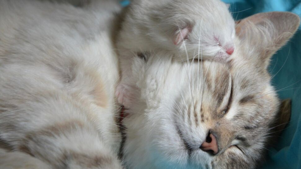 Portée de chatons : tout savoir sur la gestation et la mise-bas de votre chatte