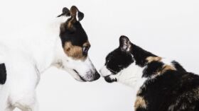Chien Ou Chat Nos Conseils Pour Le Bichonner Apres Une Operation Femme Actuelle Le Mag