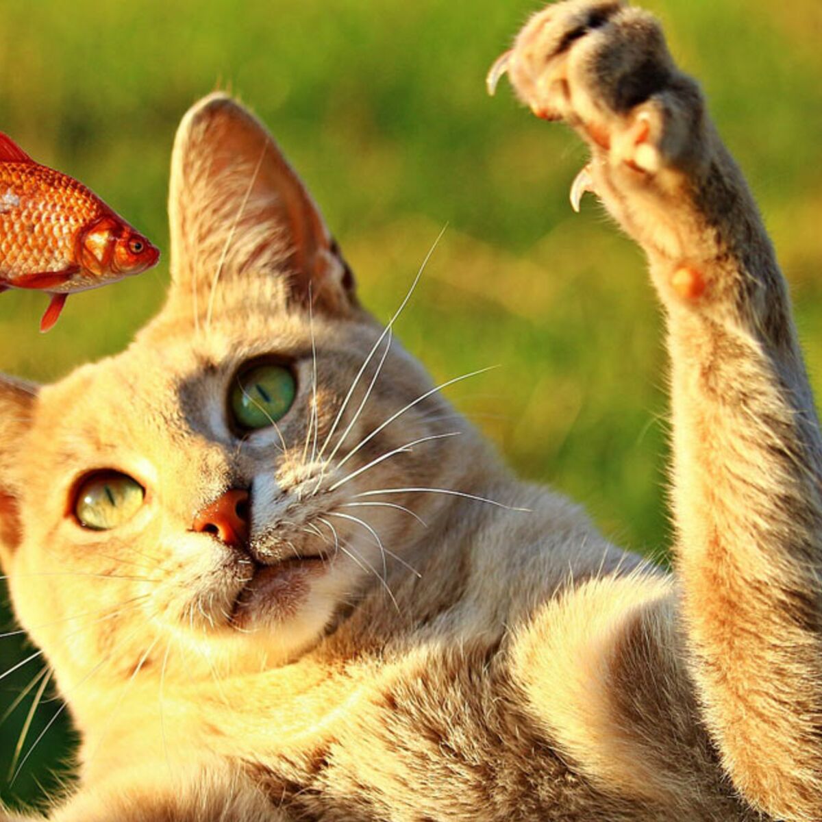 Nourriture Pour Chat Faut Il Passer Au Cru Femme Actuelle Le Mag