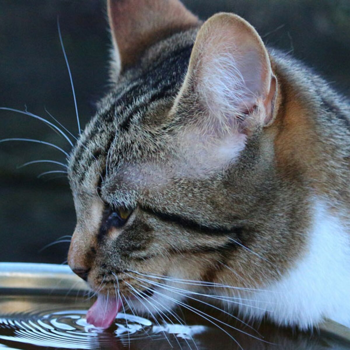 Donner du lait à son chat : une pratique nocive ? - Nos conseils  vétérinaires