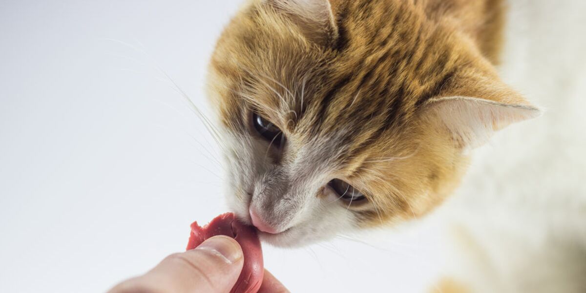 Tout Ce Qu Il Faut Savoir Avant De Cuisiner Pour Son Chat Femme Actuelle Le Mag