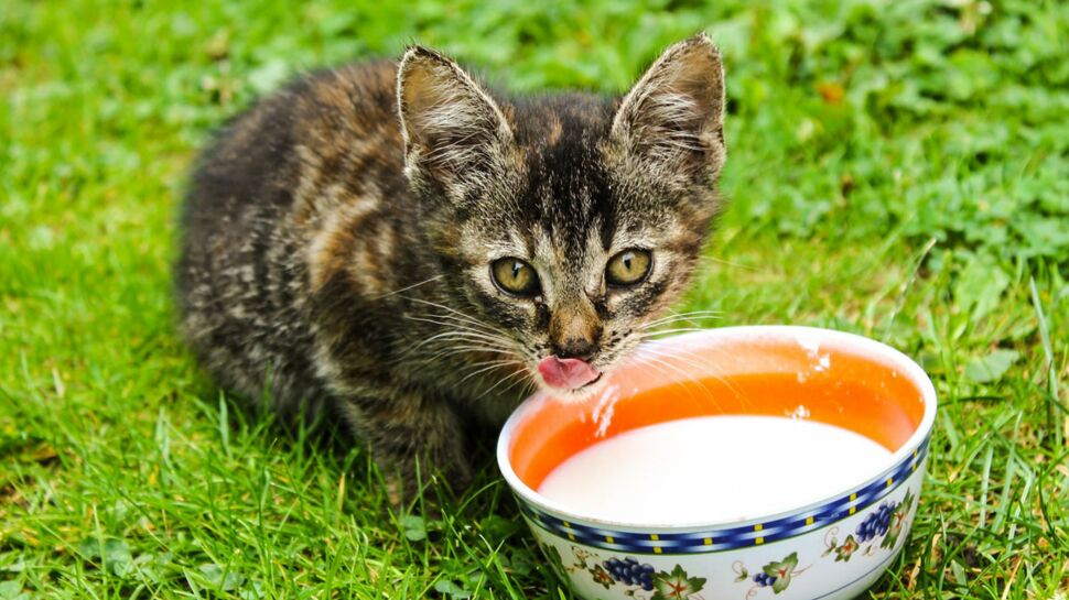 Tout savoir sur les compléments alimentaires pour chat
