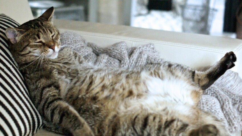 Votre chat est trop gros ? Les conseils du véto.