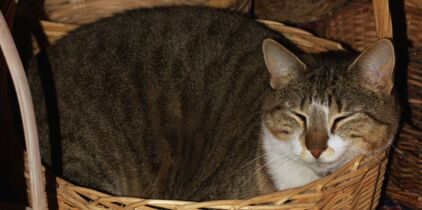 Adolescence chatte tube