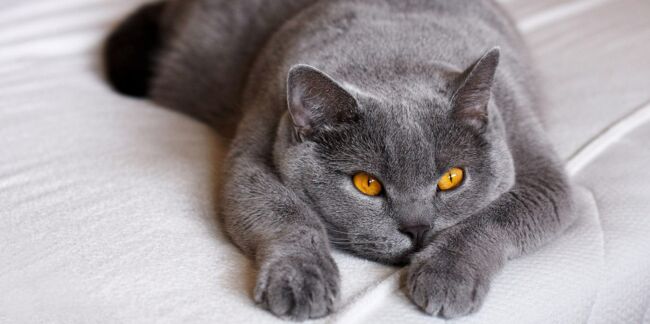 Reiki, Shiatsu, massages… Comment faire soigner son vieux chat à domicile