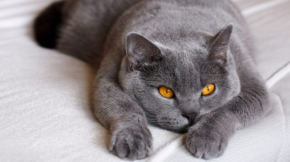 Reiki, Shiatsu, massages… Comment faire soigner son vieux chat à domicile