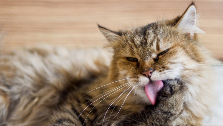 Des Chats Voient Leur Maître Derrière Un Filtre Chat