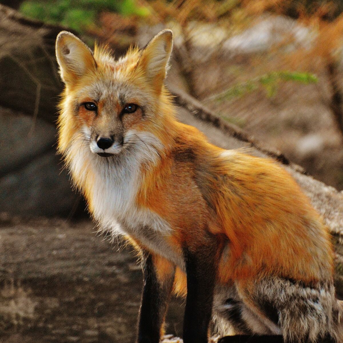 Maladie Du Renard Qui Prend De L Ampleur En France Quels Sont Les Symptomes De Cette Maladie Dangereuse Pour L Homme Femme Actuelle Le Mag