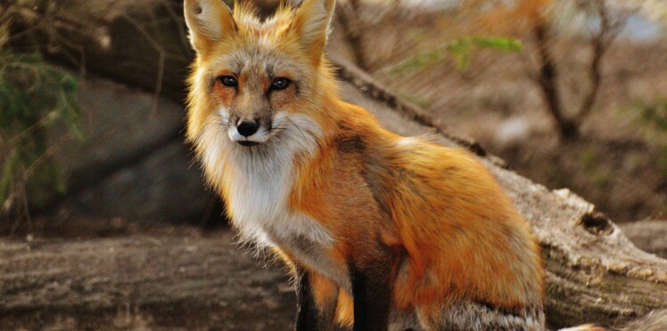 Maladie Du Renard Qui Prend De Lampleur En France Quels Sont Les