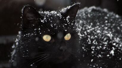 Votre Chat Est Trop Gros Les Conseils Du Veto Femme Actuelle Le Mag