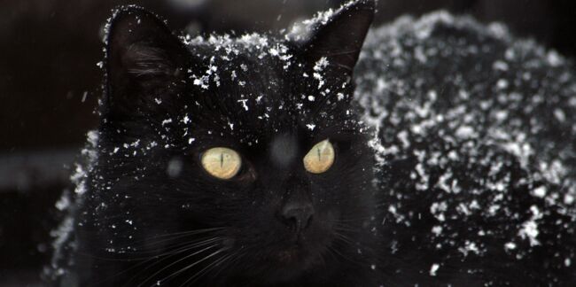 7 conseils pour protéger votre chat en hiver