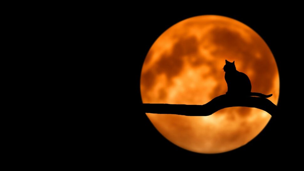 Horoscope 2019 : les prévisions pour votre chat selon son signe astrologique