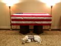 Sully, le Chien de George Bush, accompagne le cercueil de son maître