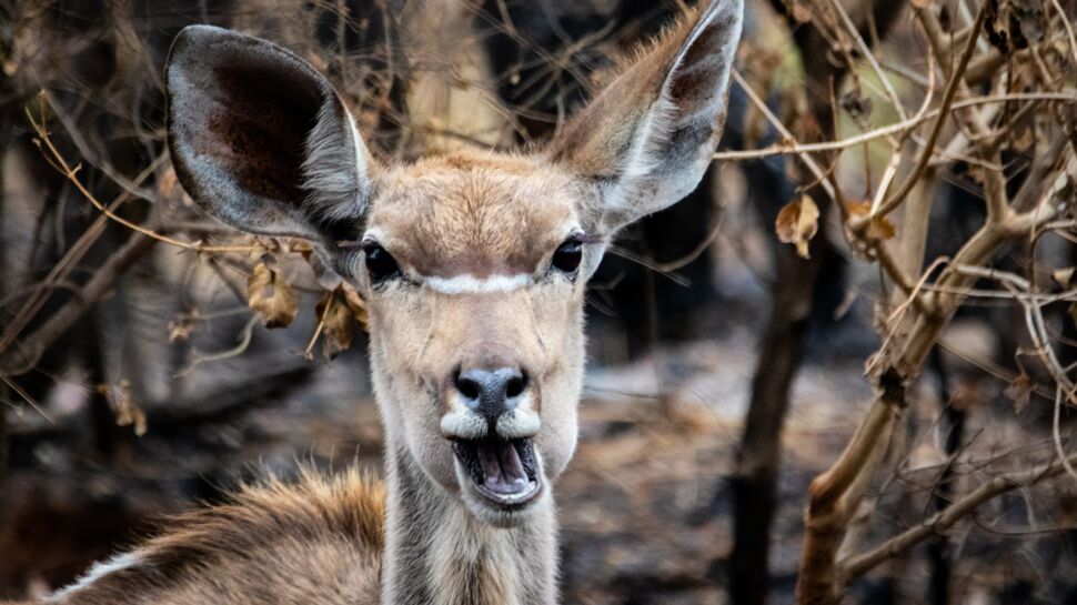 Un braconnier américain condamné à regarder Bambi une fois par mois