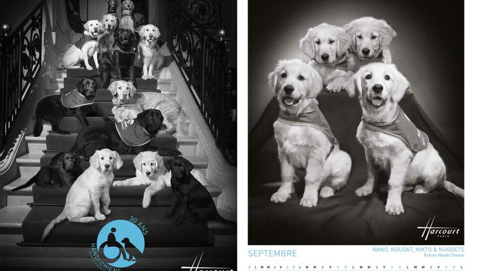 Calendrier 2019 : des chiens d'assistance par Harcourt
