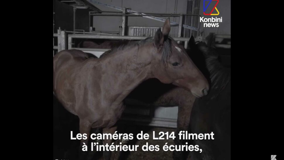 Comment les anciens chevaux de course finissent à l’abattoir, la vidéo de L214 et Hugo Clément