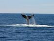 Le Japon reprend la chasse à la baleine en 2019