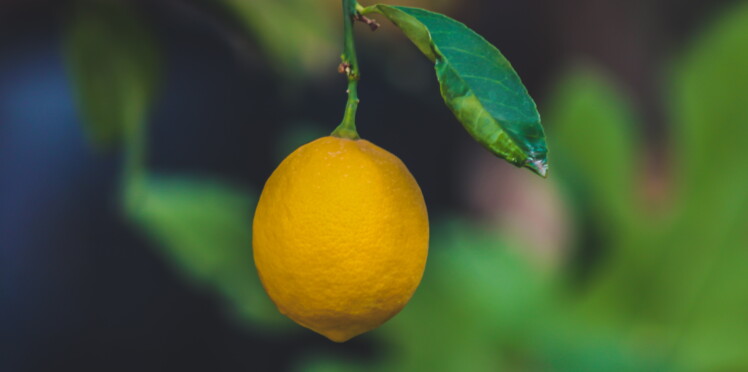 80 % des citrons que nous mangeons sont toxiques