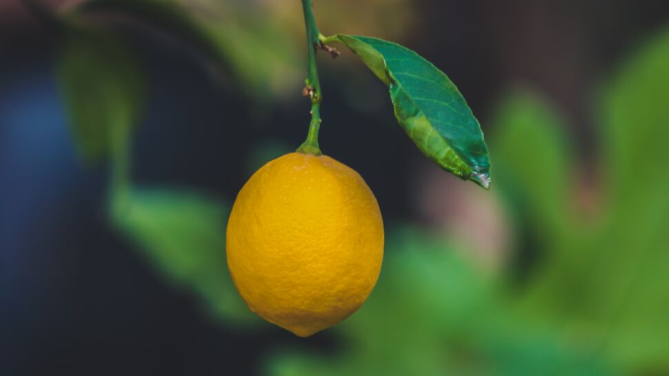 80 % des citrons que nous mangeons sont toxiques