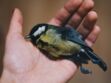 Chasse à la glu : comment aider un oiseau pris dans un piège ?