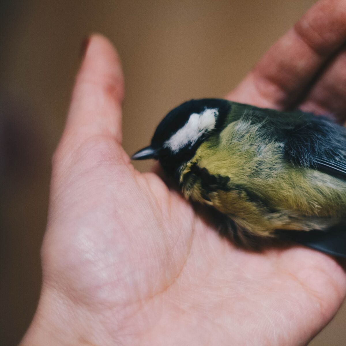 Chasse à la glu : comment aider un oiseau pris dans un piège ? : Femme  Actuelle Le MAG