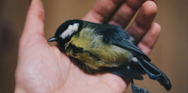 Chasse à la glu : comment aider un oiseau pris dans un piège ?