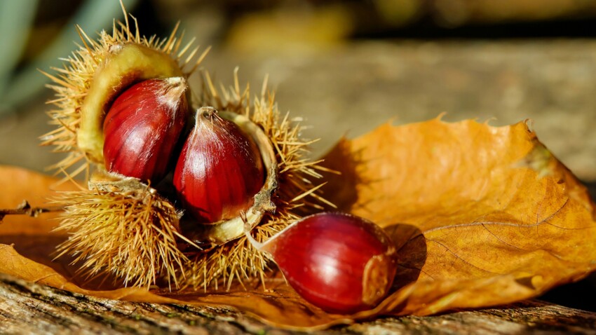 Quelle Est La Difference Entre Les Chataignes Et Les Marrons Femme Actuelle Le Mag