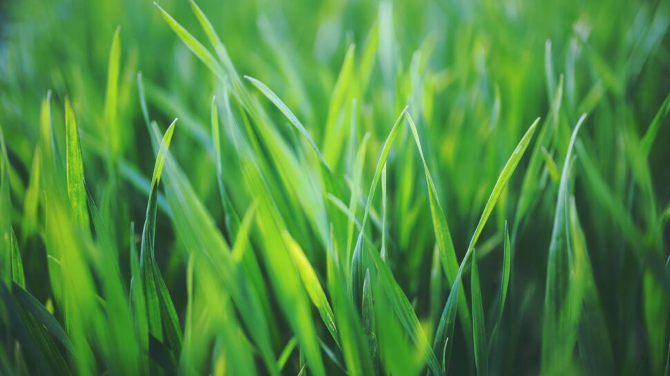 Vous adorez l'odeur de l'herbe coupée : qu'est-ce que cela signifie ?