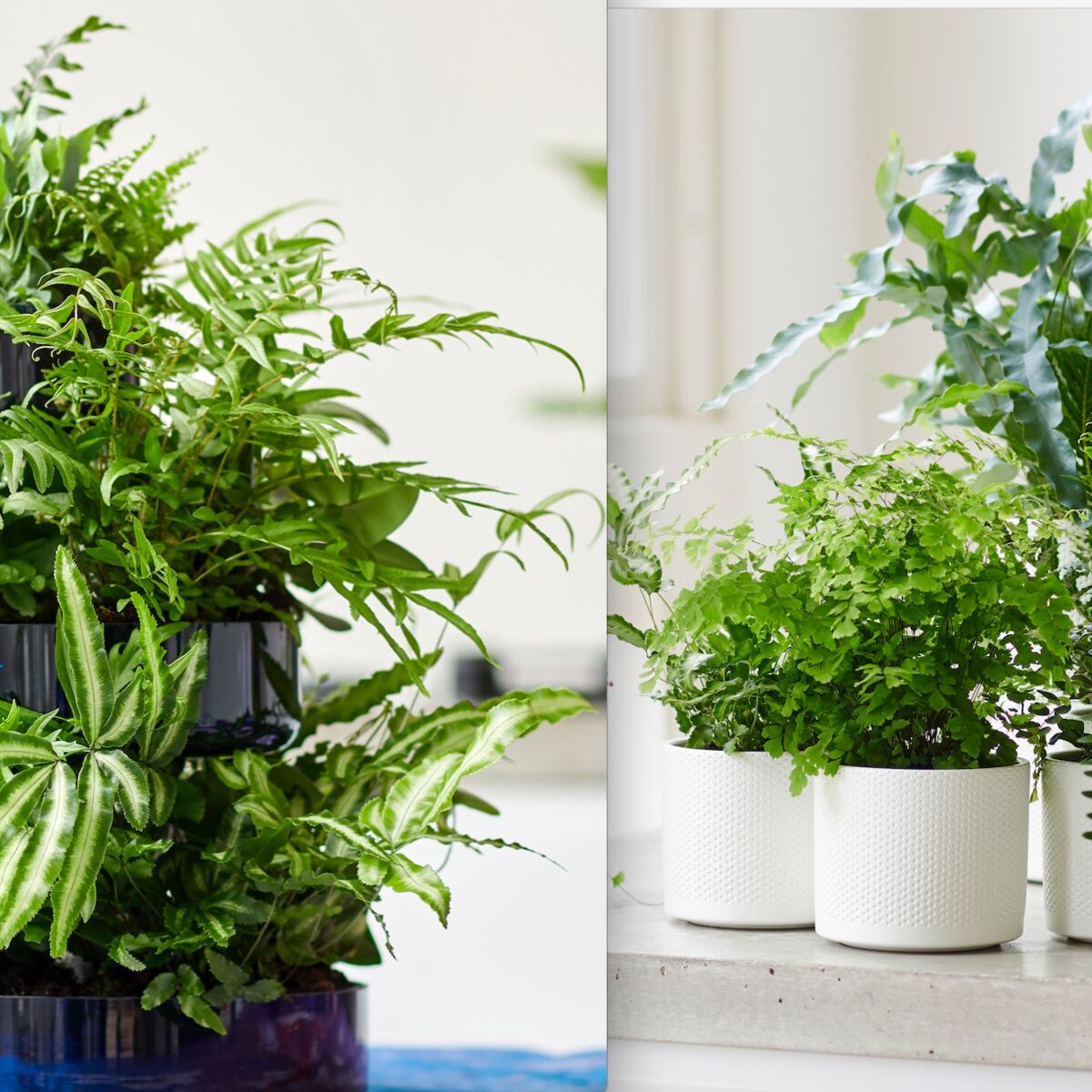 Comment pour prendre soin de ses plantes d'intérieur en hiver ?
