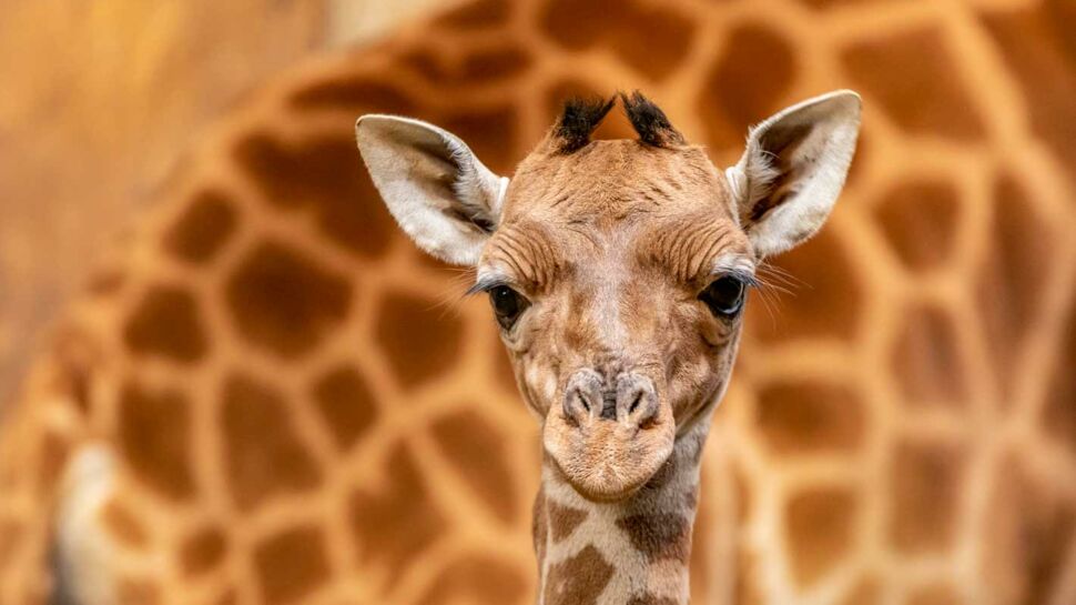 Naissance d’un bébé girafe près d'Angers : une vidéo qui fait du bien !