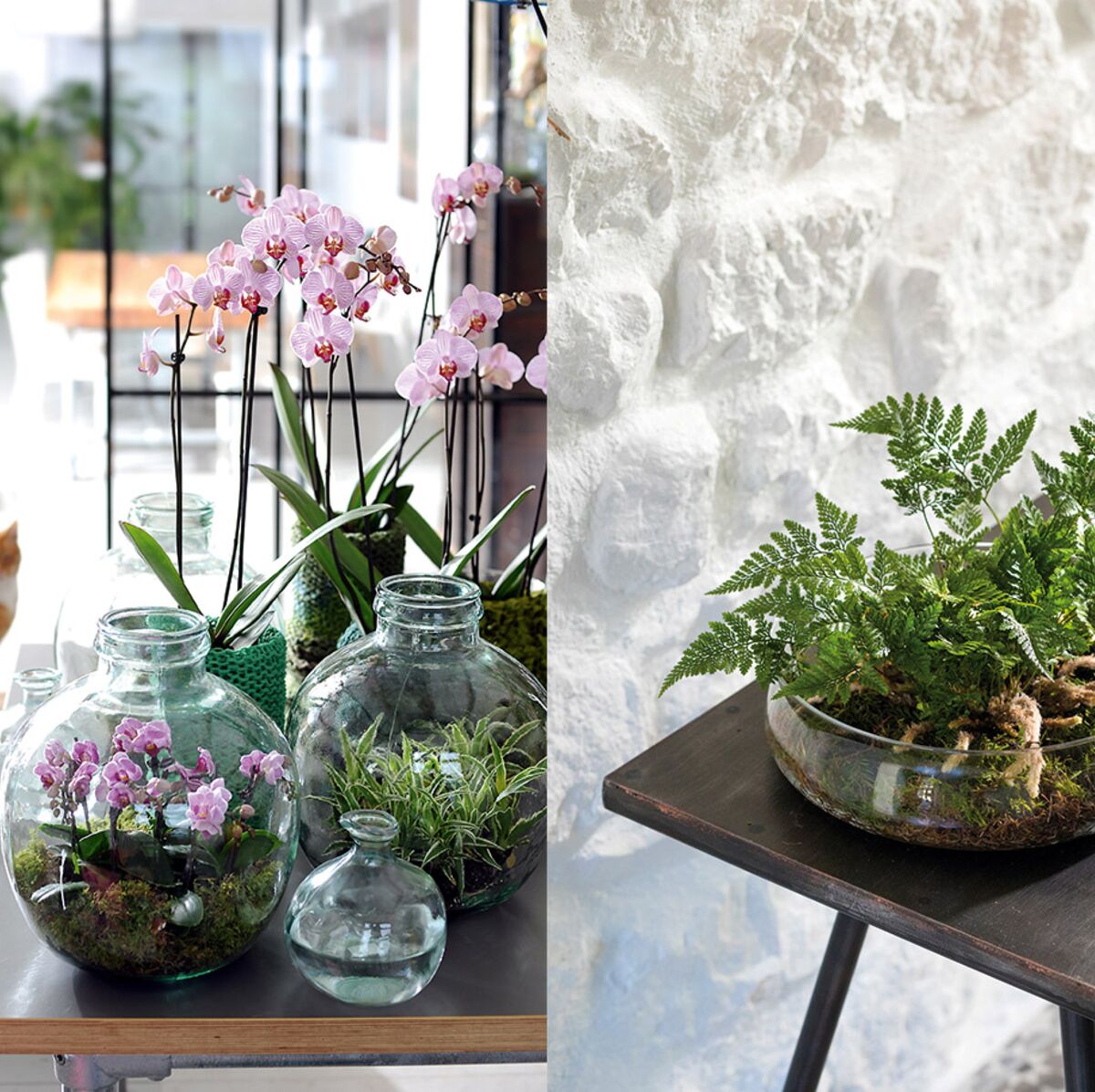 Comment fabriquer un terrarium pour orchidée ou fougère ? : Femme