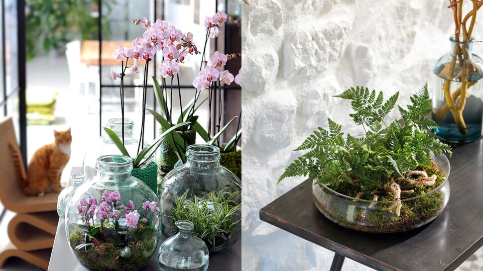 Comment fabriquer un terrarium pour orchidée ou fougère ?