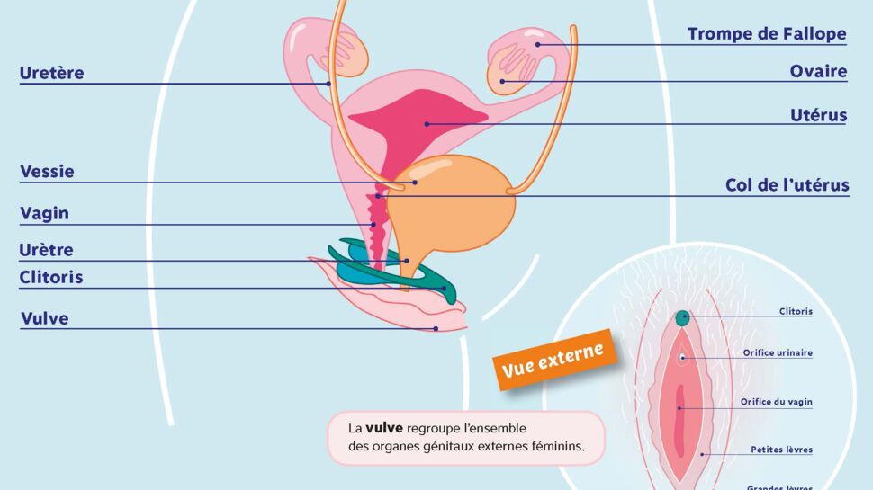 Sexe féminin : une marque d’hygiène intime complète enfin les manuels de SVT pour TOUT expliquer