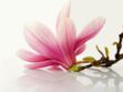 La Fleur de magnolia, l'ingrédient qui vous veut du bien